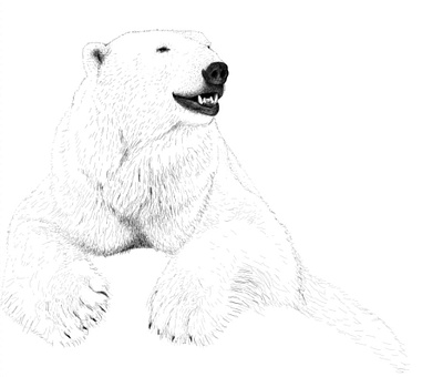 Polar Bear animal art art artwork bears digital art gobsart illustration polar bear