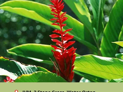 Invasive Vegetation Management & Treatment Ltd