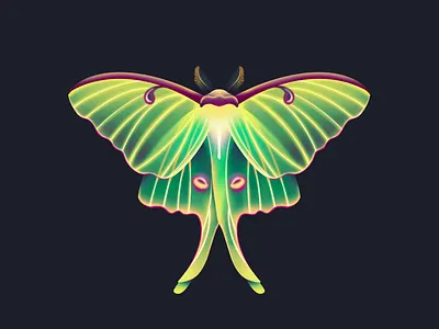 Luna Moth bug illustration insect insects luna lunar moth procreate wing wings