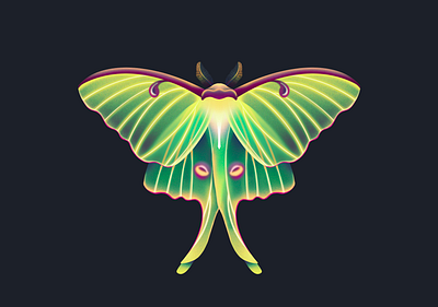 Luna Moth bug illustration insect insects luna lunar moth procreate wing wings