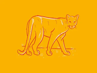 Florida Panther cat florida florida panther illustration panther procreate