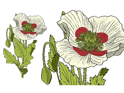 DS Group Illustrations botanical botanical art botanical illustration branding design drawing ds group green illustration india indian illustrator plant drawings plants red spice drawing spice illustraiton spices turmeric