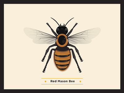 Red Mason Bee bee bees environment globalwarming illustration infographic scientific scientific illustration