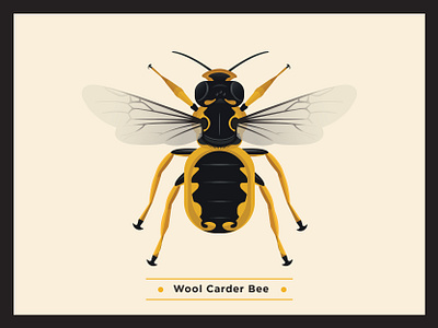 Wool Carder Bee bee bees bugs environment globalwarming icon illustraion infographic pollination