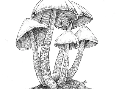 Psylocibe Zapotecorum art design flat icon illustration illustrator logo minimal vector