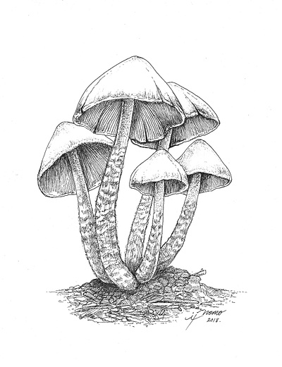 Psylocibe Zapotecorum art design flat icon illustration illustrator logo minimal vector