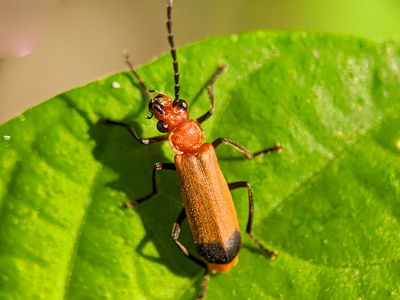macro animal animal macro photography