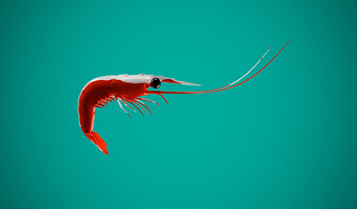 Shrimp 3D rendering 3d 3d art 3d artist blender3d design graphic design illustration