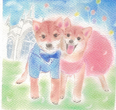 Shiba couple animals