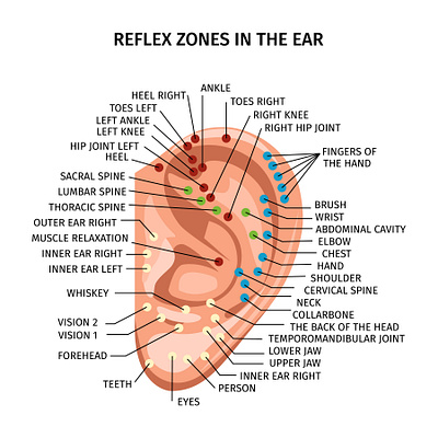 Ear reflex zones composition ear illustration knowledge realistic structure vector