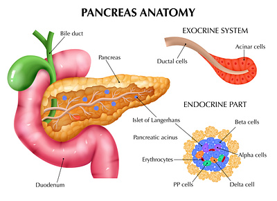 Pancreas anatomy composition healthcare illustration organ physiology realistic vector