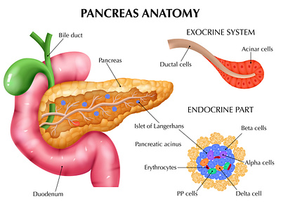 Pancreas anatomy composition healthcare illustration organ physiology realistic vector