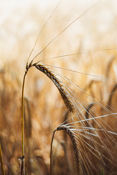 Bio Wheat Agriculture cc0 download free free for commercial use freebie freephoto freestock lifestyle photography stockphoto