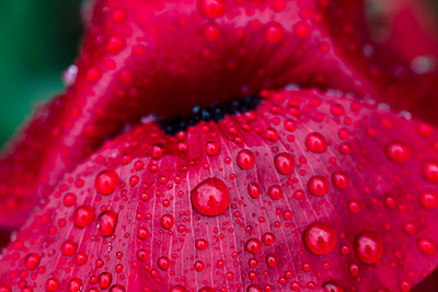 Bloom With Raindrops cc0 download free free for commercial use freebie freephoto freestock photography stockphoto