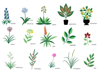 Botanical plants collection allium aloe botany bottle collection flora floral flower home house nature plant set