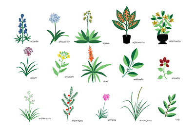 Botanical plants collection allium aloe botany bottle collection flora floral flower home house nature plant set
