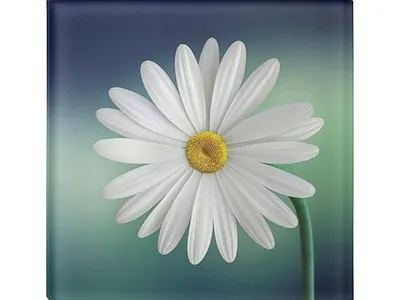 Pretty flower coaster coaster flower pretty zazzle