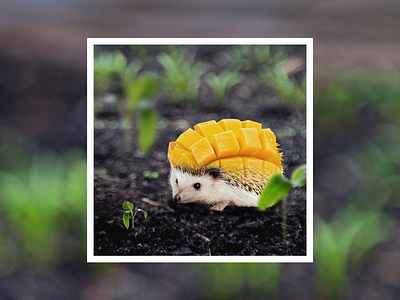 Mango hedgehog adobe animal art artwork cute animal digital digital art edit edits fruit garden hedgehog mango photography photomanipulation photoshop photoshop art retouching spring