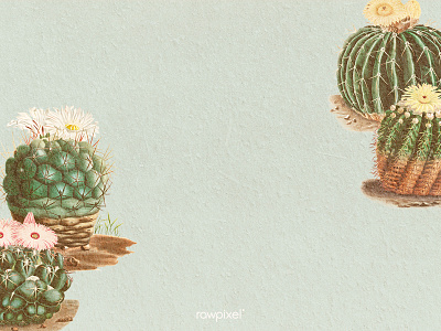 Vintage Botanical : Background art artwork background frame blooming blossom border botanical botany cactaceae cacti cactus cactus flower cactus illustration charles antoine lemaire copy space copy space frame copyspace decoration decorative desert plant