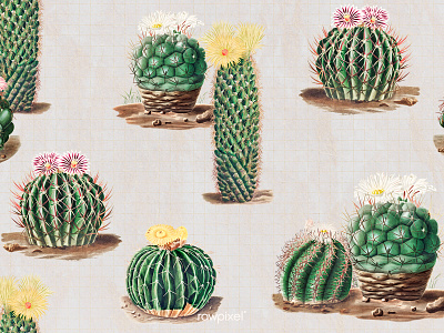 Vintage Botanical : Background art artwork background design background image background images background picture blooming blossom botanical botany cactaceae cacti cactus cactus flower cactus illustration cactus pattern charles antoine lemaire decoration decorative desert plant