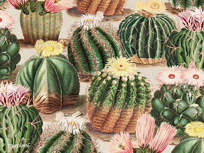 Vintage Botanical : Background art artwork background design background image background images background picture blooming blossom botanical botany cactaceae cacti cactus cactus flower cactus illustration cactus pattern charles antoine lemaire decoration decorative desert plant