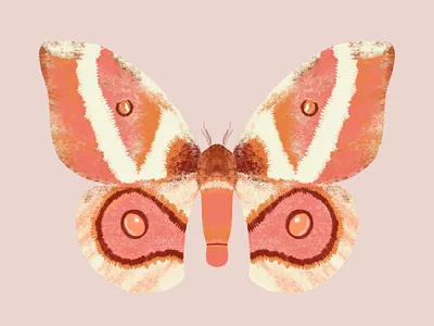 Moth antenna bug butterfly butterfly logo moth procreate wings