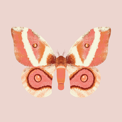 Moth antenna bug butterfly butterfly logo moth procreate wings