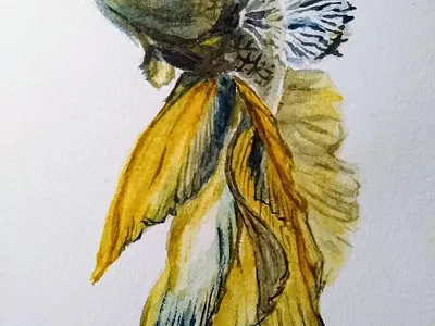 Betta Fish illustration watercolor watercolor painting