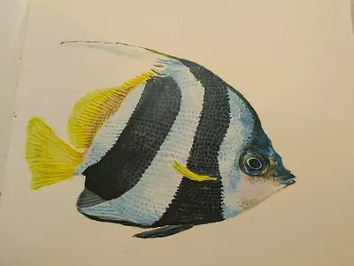 Angel fish illustration watercolor watercolor painting