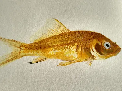 Golden Fish illustration watercolor watercolor painting