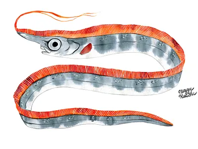 Giant oarfish animal animal art fish illustration illustrator natural history watercolor watercolour watercolour illustration
