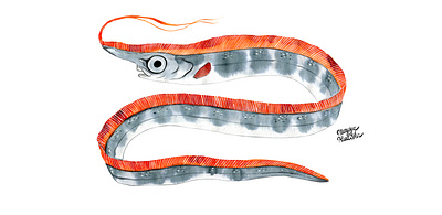 Giant oarfish animal animal art fish illustration illustrator natural history watercolor watercolour watercolour illustration