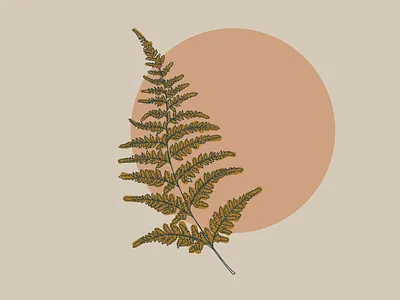 Fern illustration