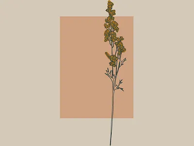 Larkspur illustration