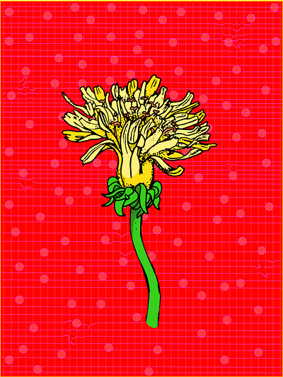 Dandelion adobe illlustrator design flower flower illustration illustration