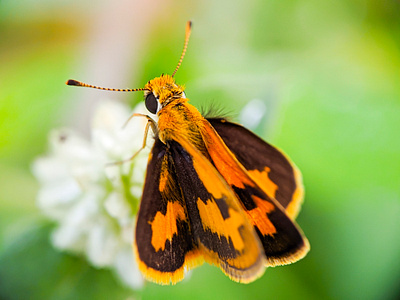 Large skipper macro (Ochlodes sylvanus) - Butterfly animal butterfly closeup colorful detail environment fauna flower green insect large large skipper macro meadow nature orange plant skipper wildlife wing