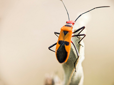 bapak pucung (Pyrrhocoridae) in the tropical nature animal asia asian background bug close up closeup color colour detail detailed entomology leaf living micro natural nature orange small tropical