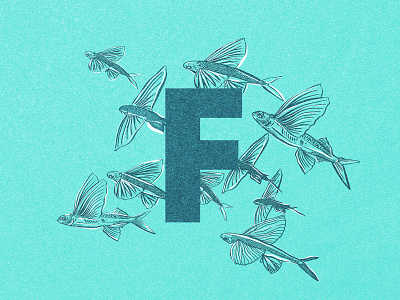 F for Flying Fish 36days 36daysoftype alphabet animal animal illustration blue brushpen digital art digital illustration f fish fishes illustration illustration art illustrations letters procreate procreate art type wildlife