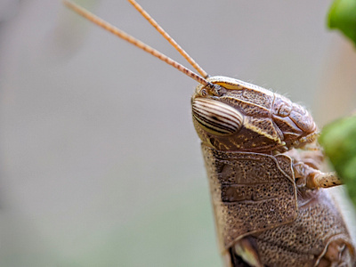 A brown grasshopper animal animals brown close closeup detail fauna field grass grasshopper green insect locust macro micro nature plant summer wild wildlife