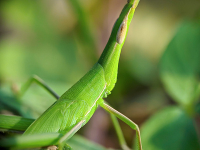 macro green grasshopper's head against a blurred background animal animals brown close closeup detail fauna field grass grasshopper green insect locust macro micro nature plant summer wild wildlife