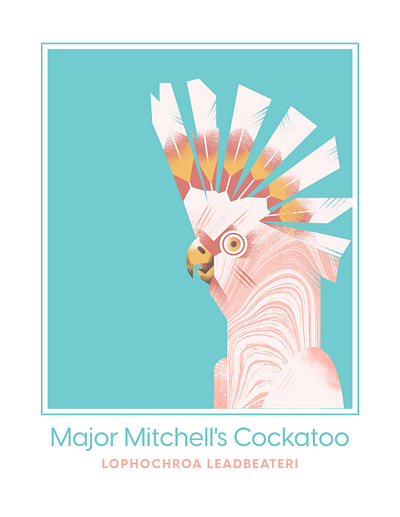 Major Mitchell's Cockatoo beak bird birds cockatoo feather fly illustration illustration art illustrator nature pink squawk