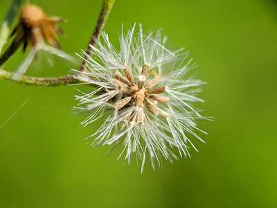 dandelion with blurred background abstract background beautiful beauty blur dandelion detail flora floral flower freshness light macro natural nature plant seed spring summer white