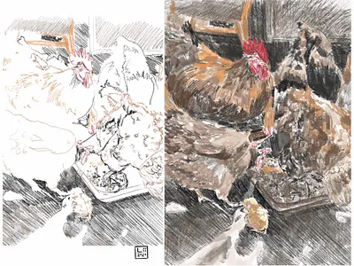 chikens art chicken chiken cover cover design design illustration page design page layout sketch