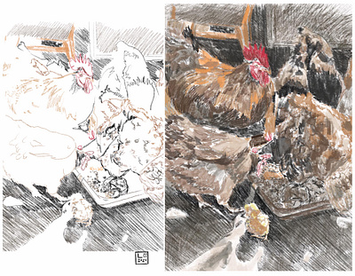 chikens art chicken chiken cover cover design design illustration page design page layout sketch