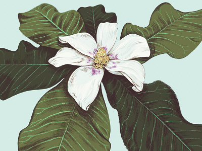 Ashe Magnolia botanical florida flower illustration magnolia native plant tree