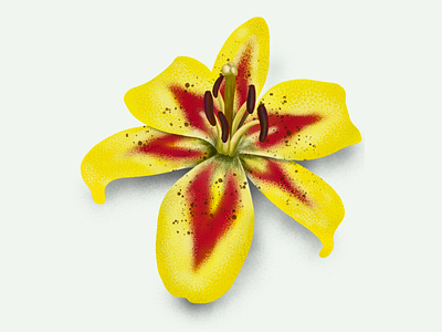 Lily flower art