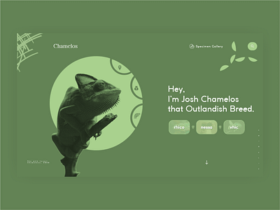 chamelos adobe adobe xd africa animal animals logo august best design best shot branding chameleon colors creative design dribbble dribbble best shot typography ui design web website world