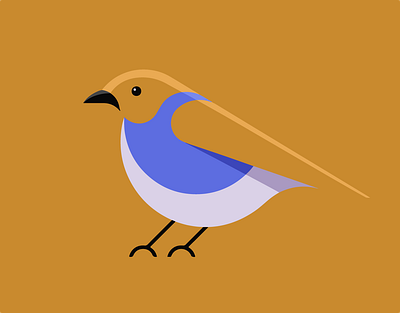 Bird illustration vector bird design illustration illustrator vector