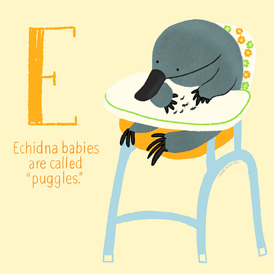 Echidna childrens book childrens book illustration childrens books cute animal cute animals cute baby animals cute illustration echidna educational