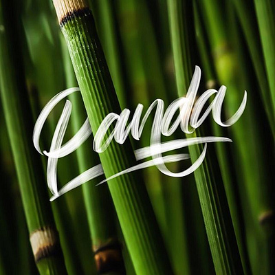 do you know panda ? brand branding design goodtype letter lettering procreate typography